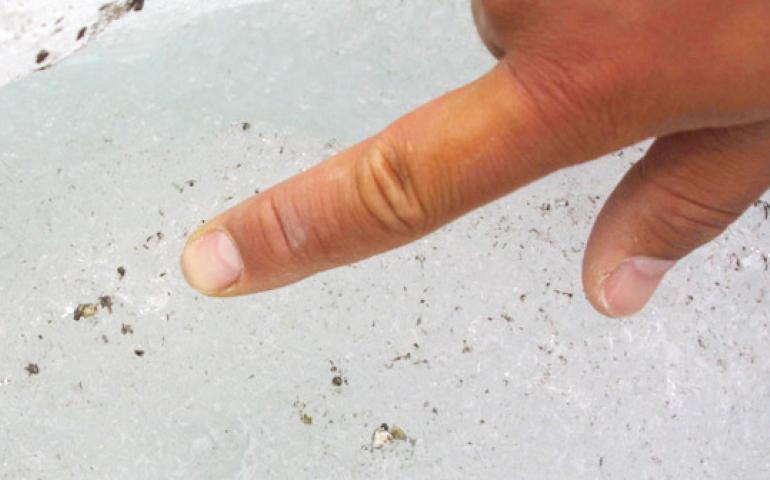  Nozomu Takeuchi points to a snow flea, an insect in the order Collembola that lives on the surface of Alaska glaciers. 