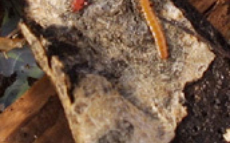  An adult and a larval Cucujus clavipes beetle that were found in Fairbanks by researchers are among many insects that produce antifreeze proteins in their blood. Geophysical Institute photo. 