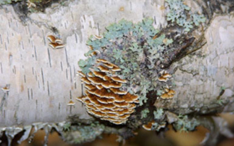  Fungus of the species Stereum and a Parmelia sulcata lichen cling to a birch tree. Geophysical Institute Photo. 
