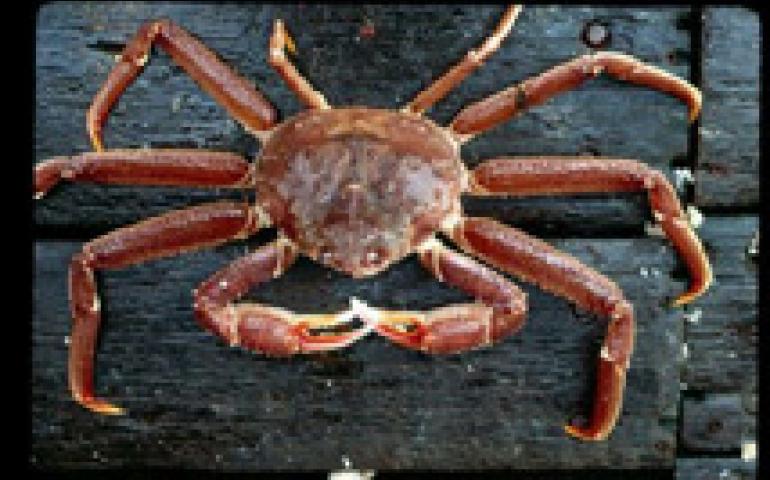  A Tanner crab. Alaska Department of Fish and Game photo. 