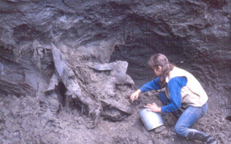 Mary Lee Guthrie in the late 1970s unearths a resident of Alaska’s past, a bison named Blue Babe that had been killed by lions 36,000 years ago near what is now Fairbanks. Photo by Dale Guthrie. 