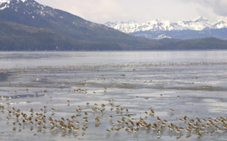 Shorebirds migrate by the hundreds of thousands through Alaska’s Copper River Delta. photo by Ned Rozell. 
