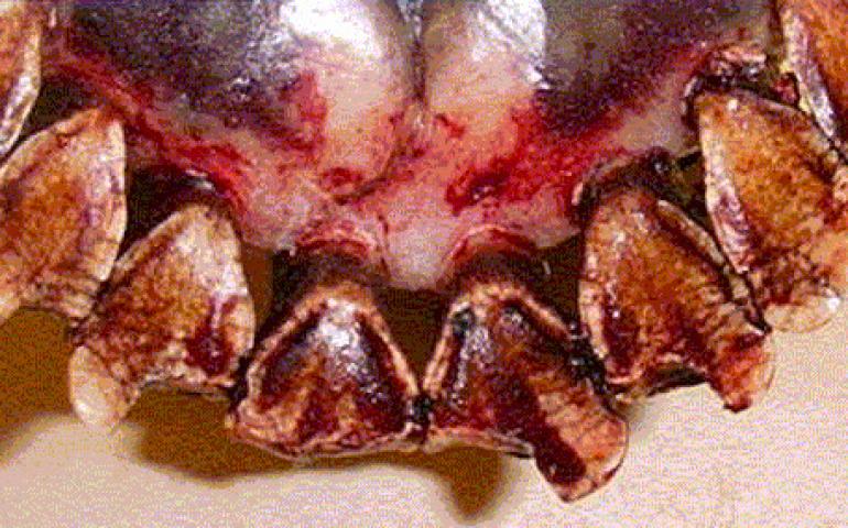  The lower jaw of a moose harvested on the Seward Peninsula. Broken and pitted teeth on the area’s moose have biologists wondering of a possible cause. Photo courtesy of Alaska Department of Fish and Game, Nome. 