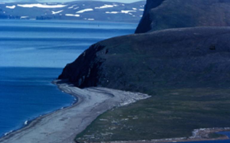  Six-thousand reindeer lived here on St. Matthew Island in the Bering Sea in 1963. By the 1980s, zero reindeer remained. Dave Klein photo. 