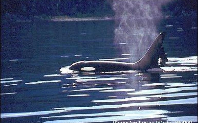  A killer whale. Photo by Janice Waite, National Marine Mammal Laboratory. 