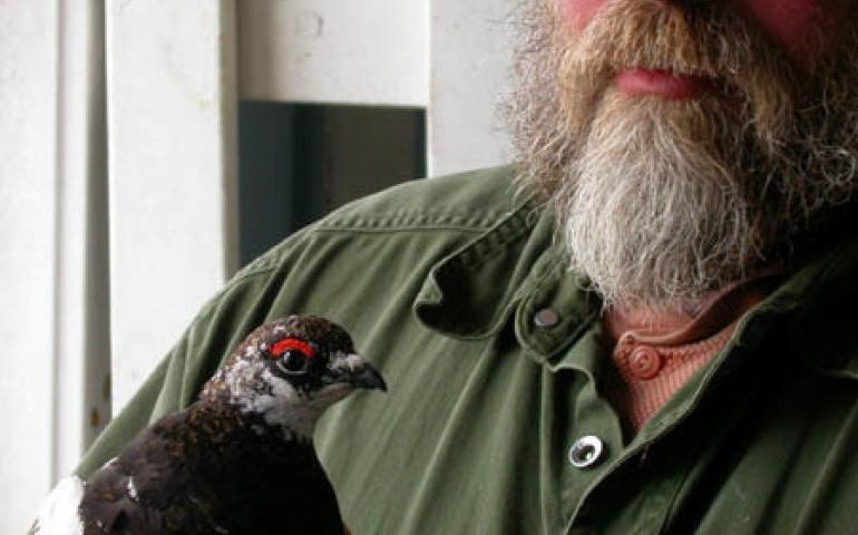  Steve Ebbert, a wildlife biologist for the Alaska Maritime National Wildlife Refuge, holds a male Evermann’s rock ptarmigan he captured on Attu. The bird now lives on Agattu, an island 30 miles away. Photo by Ned Rozell. 