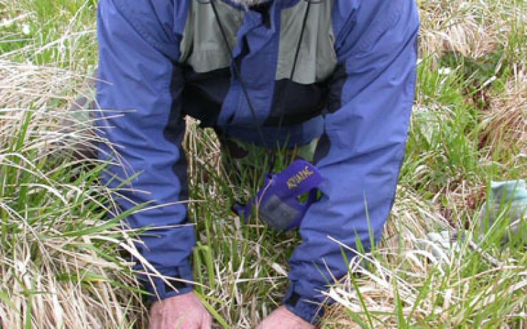  Mike Boylan, the refuge supervisor for the southern Alaska region of the U.S. Fish and Wildlife Service, covers a goose nest with down during a survey on Nizki island in the western Aleutians. Photo by Ned Rozell. 