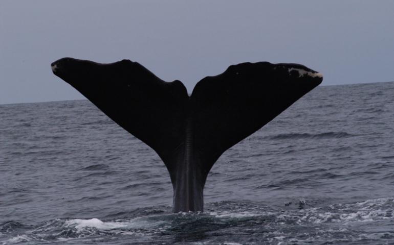  The tail of a sperm whale. Photo courtesy of Jan Straley 