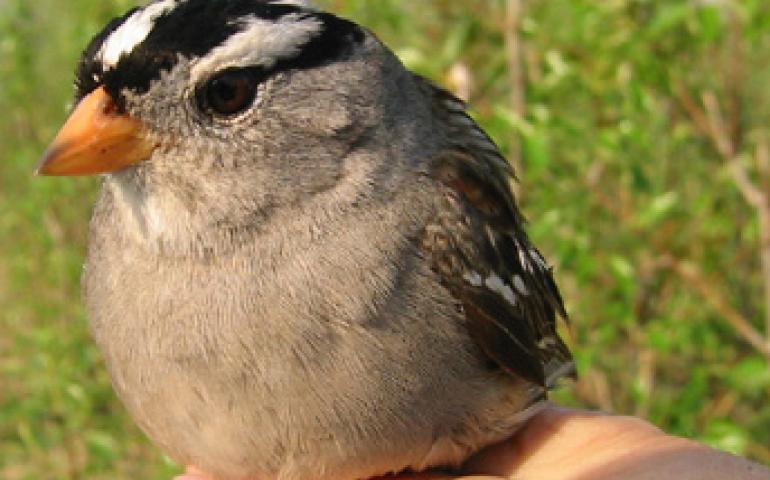  A white crown sparrow that researcher Niels Rattenborg captured in south Fairbanks. Niels Rattenborg photo 