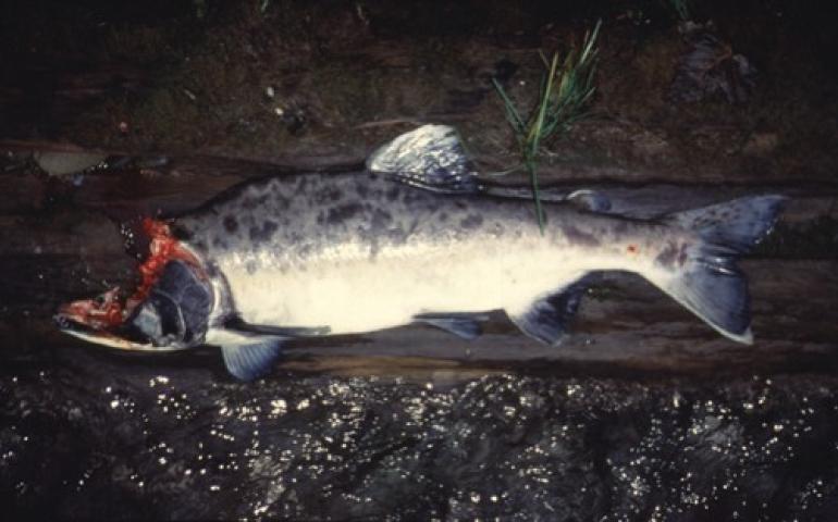  A bear ate the brain of this male pink salmon that it pulled from a stream flowing into Excursion Inlet in southeast Alaska. Scientists have found that salmon carcasses have a big influence on Alaska streams and the forests surrounding them. Mark Wipfli photo 