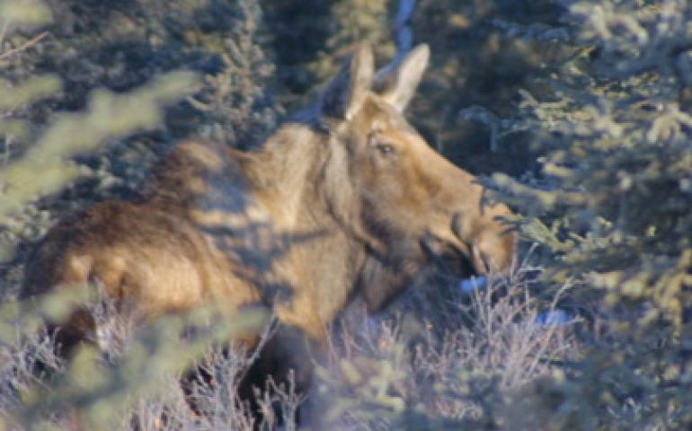  Ned Rozell photo: A moose’s nose includes a unique adaptation for underwater feeding--nostrils that close when it dips its head underwater. 