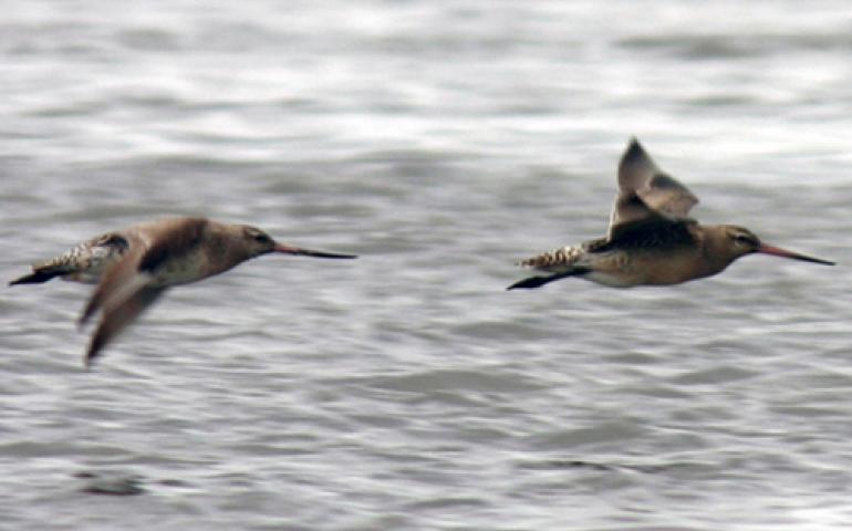  Two juvenile bar-tailed godwits with heavy loads of fat fly over the central Yukon River delta on September 8, 2004. The birds were soon to start a migration to New Zealand or Australia during which they might not land to feed during a five or six-day trip. Photo by Bob Gill. 