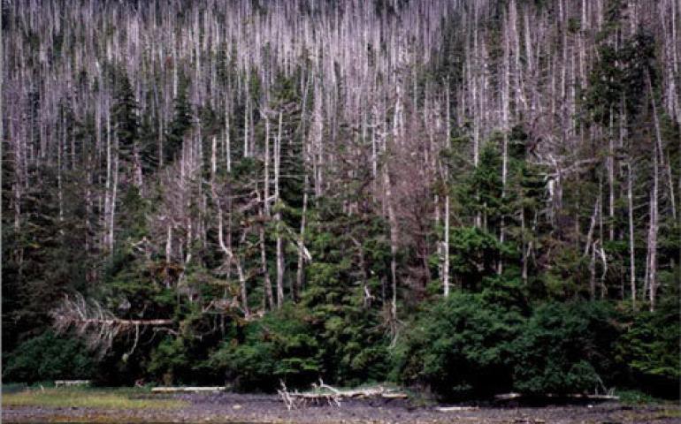  A stand of dead and dying Alaska yellow-cedar trees in Slocum Arm, Chichagof Island in Southeast Alaska. photo by Paul Hennon. 