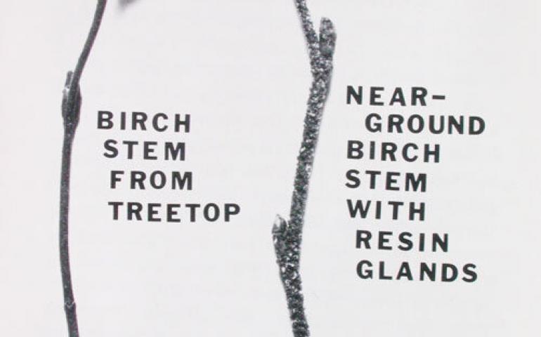 Birch stems that grow close to the ground have resin glands that discourage snowshoe hares from eating them. photo from Alaska Science Nuggets, Neil Davis. 