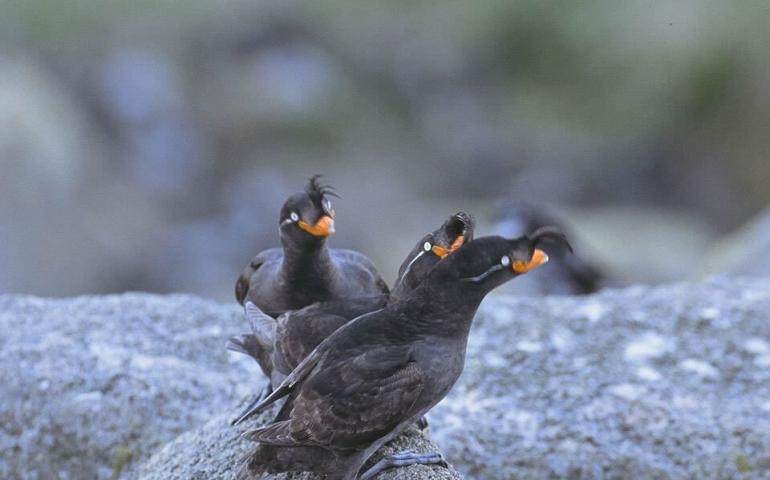  Crested auklets on St. Lawrence Island in July 2005. Photo by Hector Douglas. 