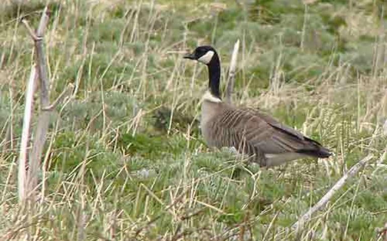  An Aleutian cackling goose on Attu Island. Steve Ebbert photo. 