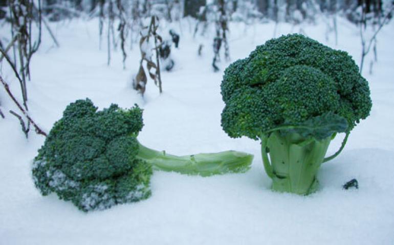  Broccoli grown thousands of miles away is available throughout Alaska. Ned Rozell photo. 