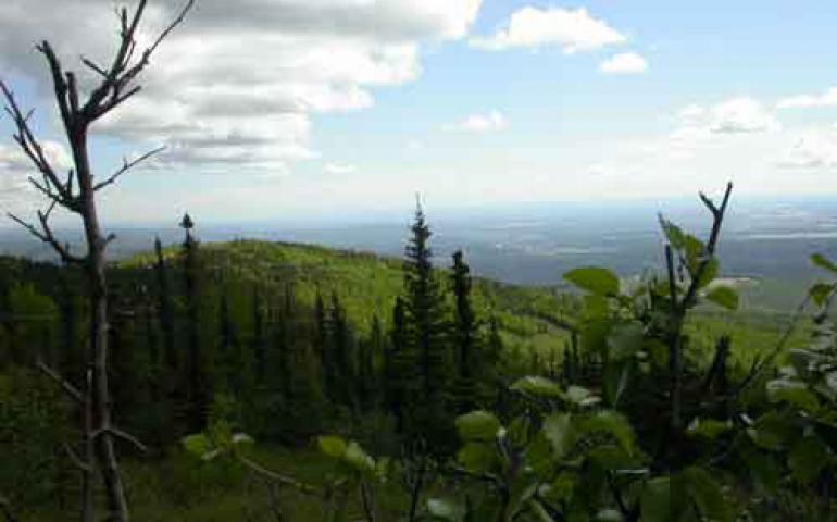  Northern greenery seems to be on the increase, according to scientists who watch Alaska changes in satellite images. Ned Rozell photo.