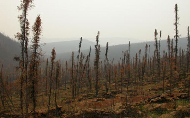  More than 10 percent of Interior Alaska now looks like this because of two severe fire years back to back. Photo of Cripple Creek drainage by Ned Rozell. 