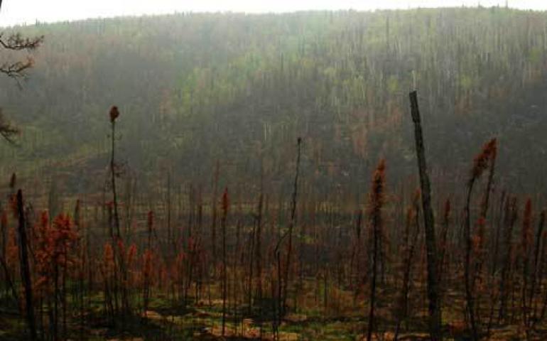  Smoke from Alaska’s record wildfires in 2004 affected the air quality in Houston. Pictured is Cripple Creek drainage in northern Alaska. Ned Rozell photo. 