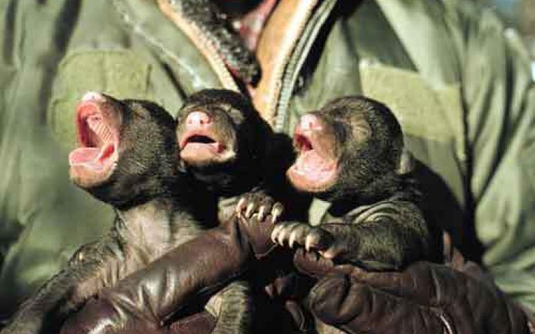  Photo by Mark Bertram, courtesy the U.S. Fish &amp; Wildlife Service. Biologists with the U.S. Fish &amp; Wildlife Service inspect newborn black bear cubs in the Yukon Flats National Wildlife Refuge. 