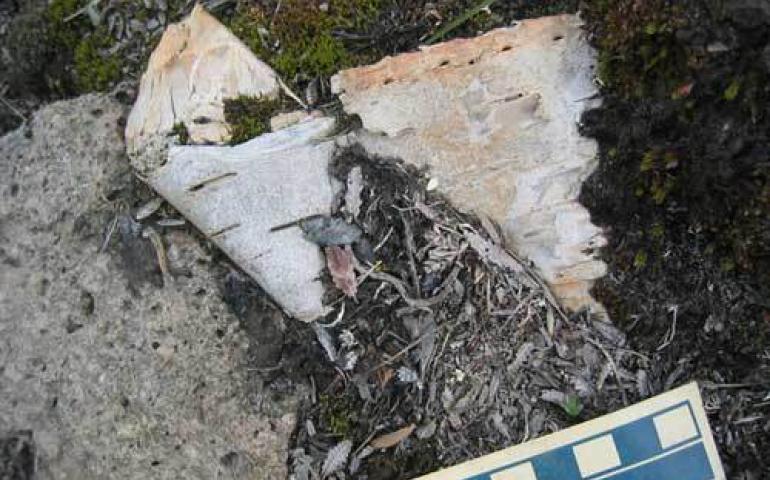  The remains of a 650-year old birch bark basket complete with stitching holes, found at the base of an ice patch in the Wrangell-St. Elias Mountains. Photo by William Manley. 