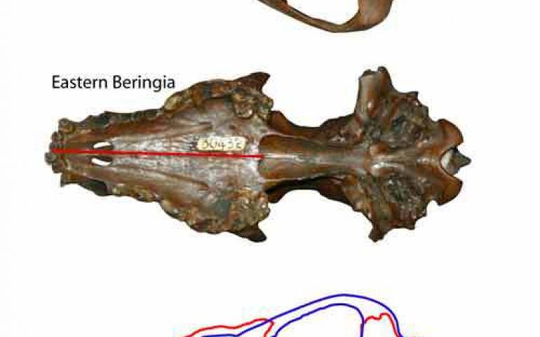  Pleistocene wolf skulls from Rancho La Brea (in present day L.A.), California (above) and Fairbanks (middle). Though the skulls are the same length, their shape is different—the wolf skull from Alaska is wider, suggesting those wolves had greater biting power. Photo courtesy Blaire Van Valkenburgh, University of California, Los Angeles. 