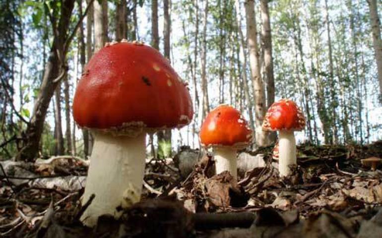  An Alaska mushroom, Amanita muscaria, sometimes cached and eaten by squirrels. Photo by Tohru Saito. 