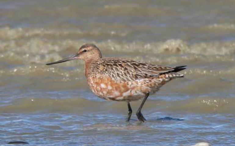 U.S. Geological Survey Biologist Bob Gill believes bar-tailed godwits have the ability to sense upcoming storm systems that give them tailwinds for much of their long journeys across the globe. Photo by Phil Battley. 