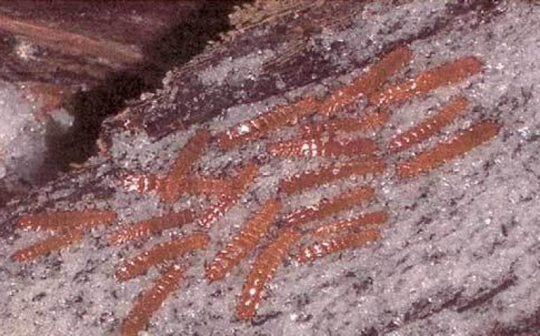  Larvae of the red flat bark beetle hibernating on ice. Photo by Jack Duman, University of Notre Dame. 