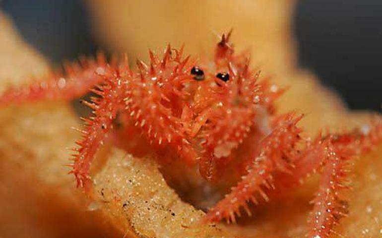  A tiny golden king crab living within an orange sponge in Zhemchug Canyon. Photo courtesy Warshaw/Greenpeace. 