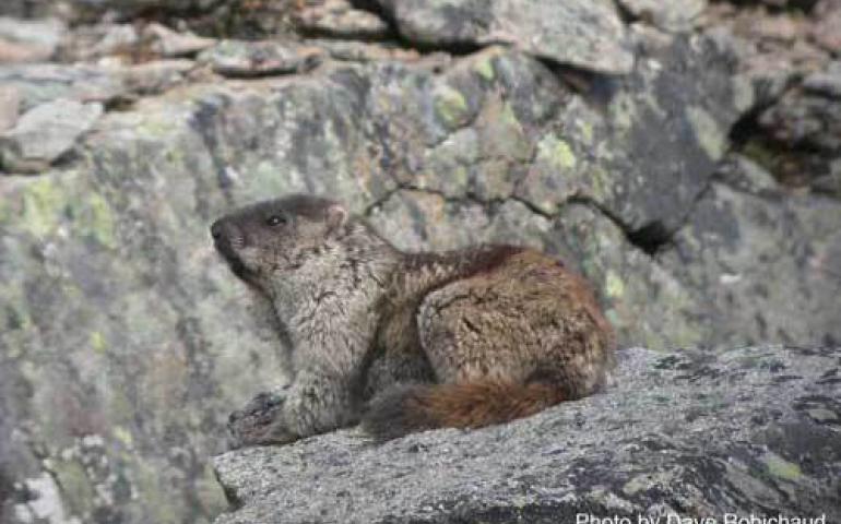  At left, the Alaska marmot, photographed at Slope Mountain in the northern foothills of the Brooks Range. Photo by Dave Robichaud. 