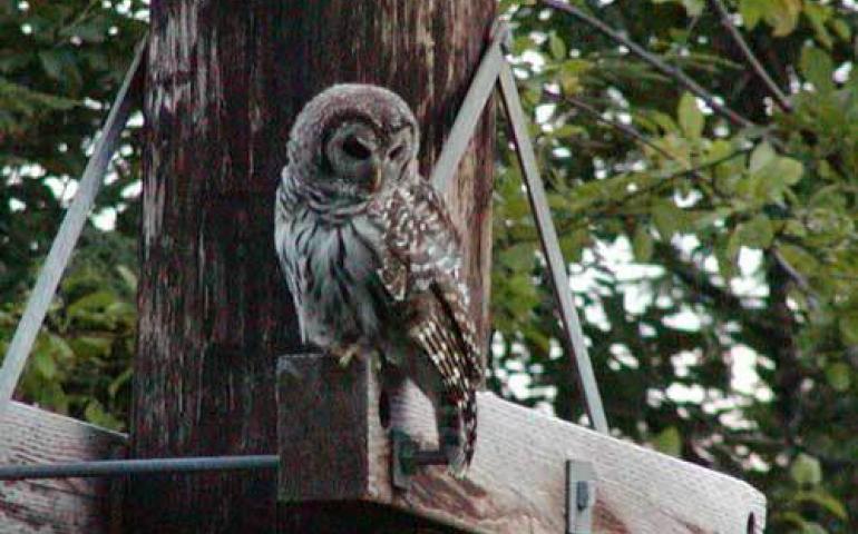  A barred owl in Juneau. Unknown in Alaska before the late 1970s, barred owls are now the second most-abundant owl in Southeast. Photo by Paul Suchanek. 