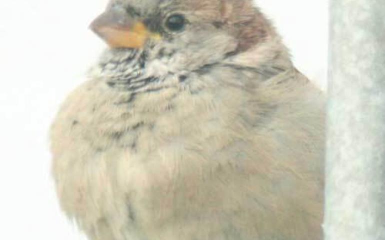  A house sparrow perches on a metal railing in the Seward Peninsula village of Shishmaref. Photo by Ken Stenek. 