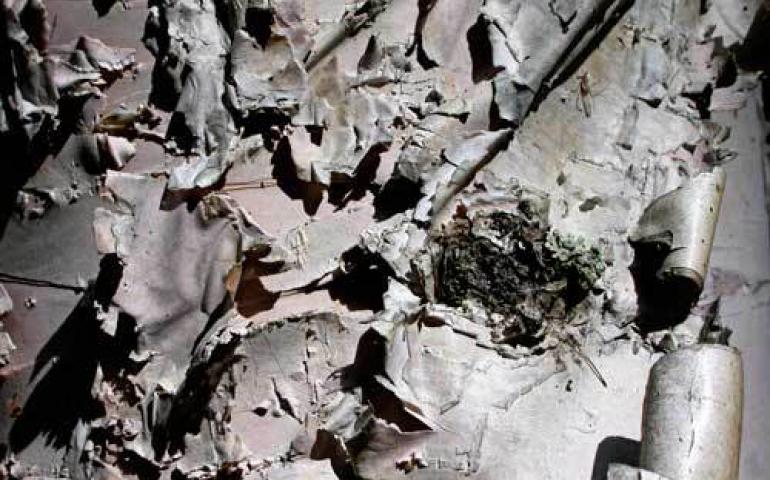  The bark of a birch tree that is now releasing millions of grains of pollen. Photo by Ned Rozell. 