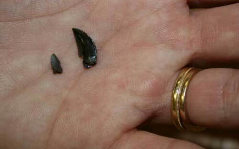  Two teeth from the dinosaur known as Troodon. A Montana Troodon, left, compared to a larger Alaska Troodon from Alaska’s North Slope. Photo by Tony Fiorillo. 