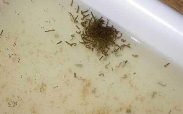  Mosquitoes in the early stages of life, before they become winged, irritating adults. UAF graduate student Alison Triebenbach is raising these creatures for her studies on disease transmission. Photo by Ned Rozell. 