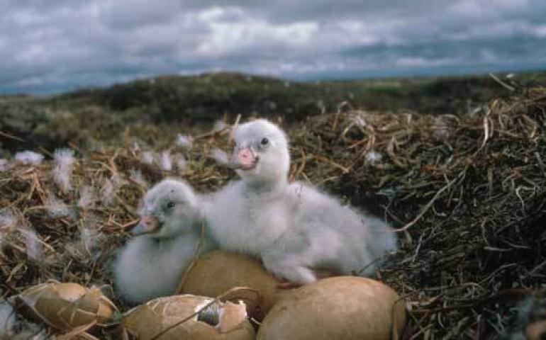  Cygnets, the chicks of a tundra swan, born in western Alaska in summer 2008. Photo by Craig Ely. 