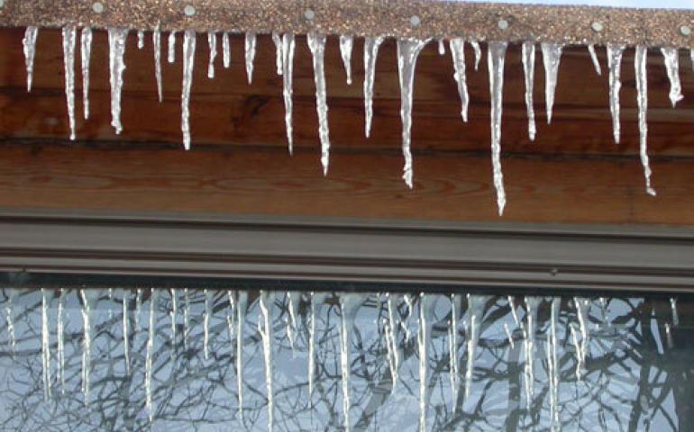  A midwinter thaw affects some northern life forms more than others. Photo by Ned Rozell. 