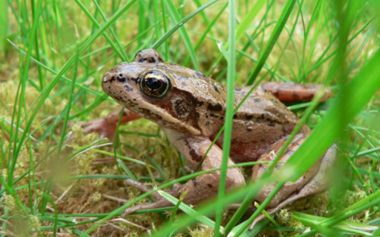  A redlegged frog. Photo by Lance Lerum. 