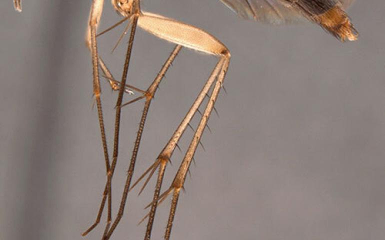  The fungus gnat Exechia nugatoria. Photo by Peter H. Kerr, California Department of Food and Agriculture. 