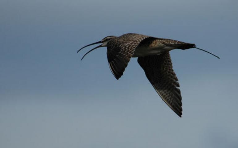  Extending from the tail of the whimbrel is an antenna for a surgically implanted satellite transmitter. Photo by Dan Ruthrauff. 
