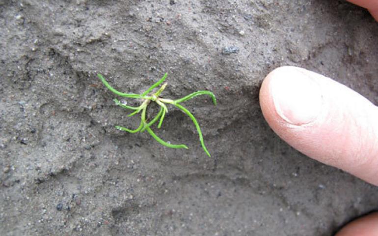  A sprig of vegetation pops through the surface of Kasatochi Island in the Aleutians. Photo by Ned Rozell. 