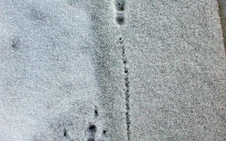 A raven left its mark on one of Fairbanks’ first snowy days a few years ago. Photo by Ned Rozell. 