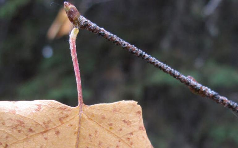  A birch stem, close to releasing its grip on a leaf. Photo by Ned Rozell. 