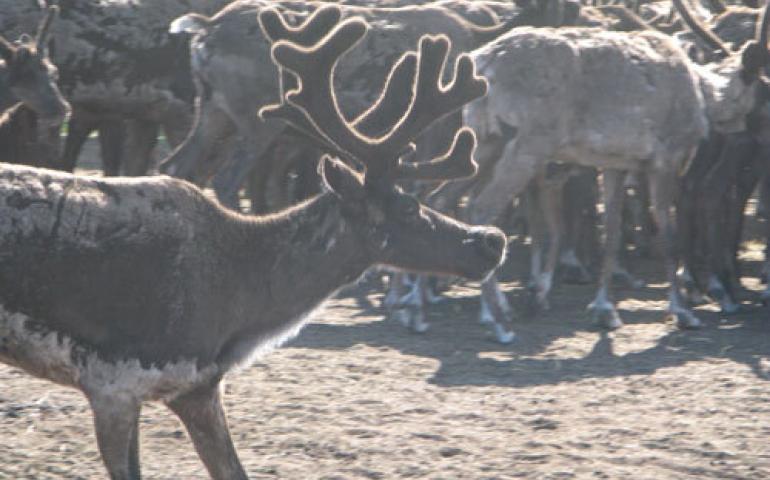  At one time, more than 600,000 reindeer ranged over Alaska. Now there are about 10,000 in state. Photo courtesy UAF Reindeer Research Program. 