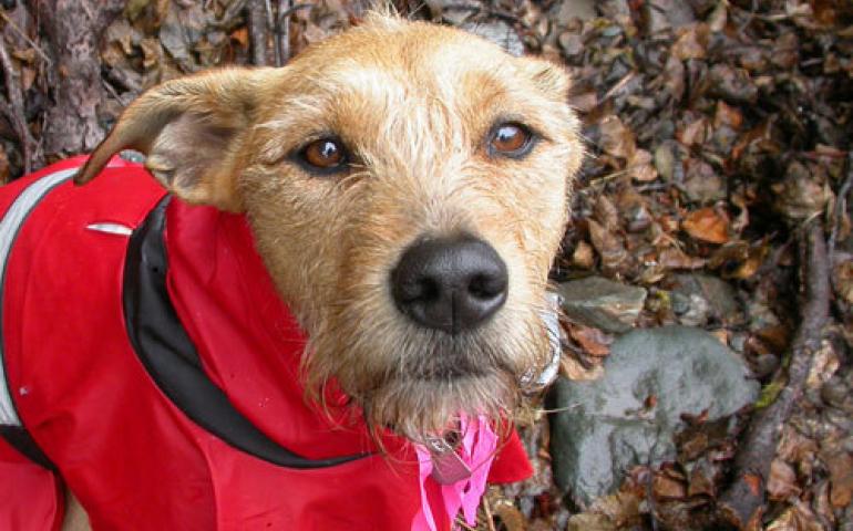  One of the most sensitive olfactory instruments on the planet—a dog. Photo by Ned Rozell. 