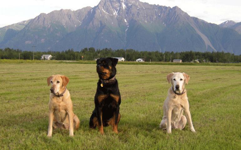  Tom Osterkamp’s dogs Bitsy, Max, and Stormy, in Palmer. Photo by Tom Osterkamp. 
