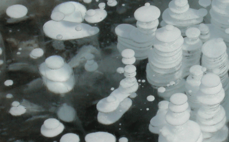 Methane bubbles trapped in the ice of an Alaska lake. Photo by Ned Rozell.