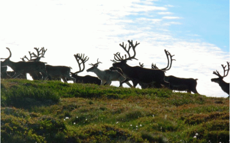 Reindeer of St. Matthew Island in the 1960s, before they disappeared. Photo by David Klein.